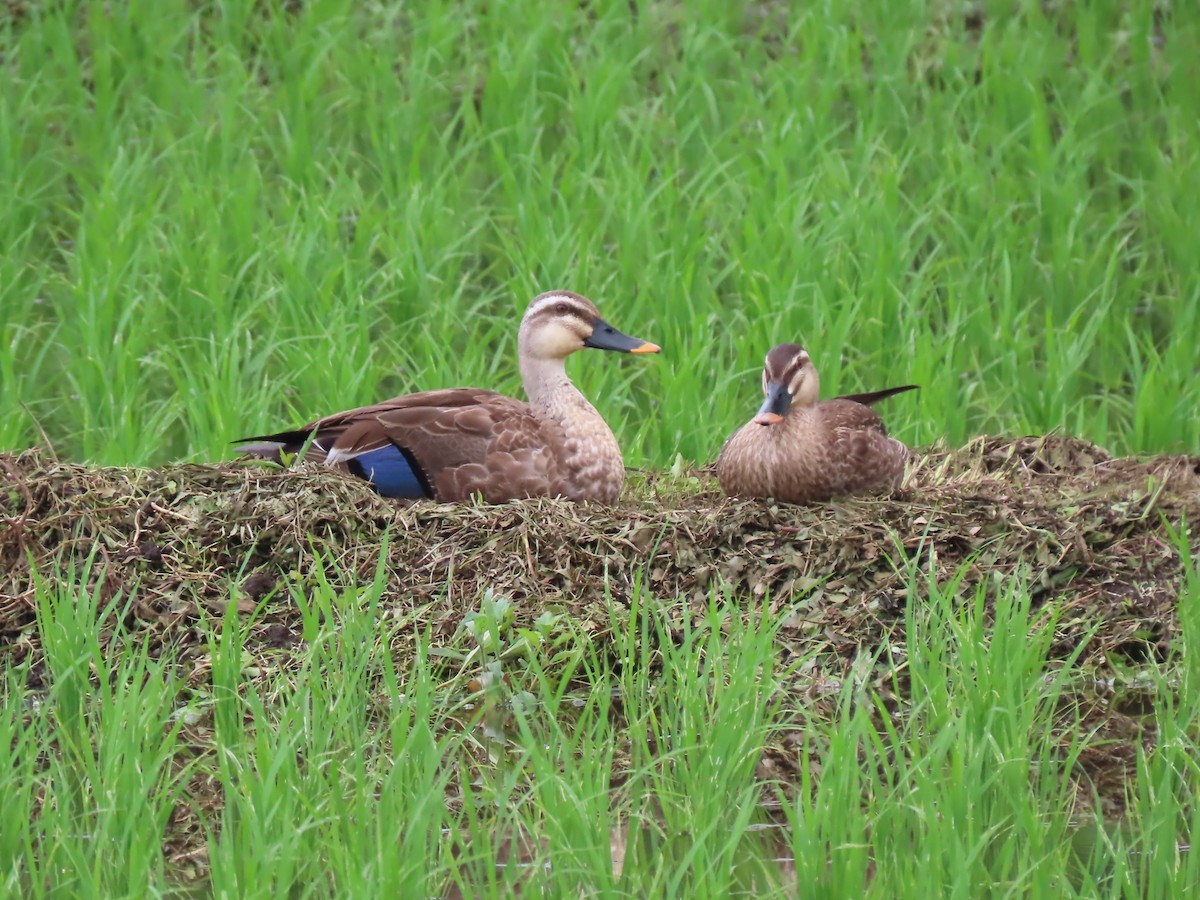 Eastern Spot-billed Duck - ML620731410