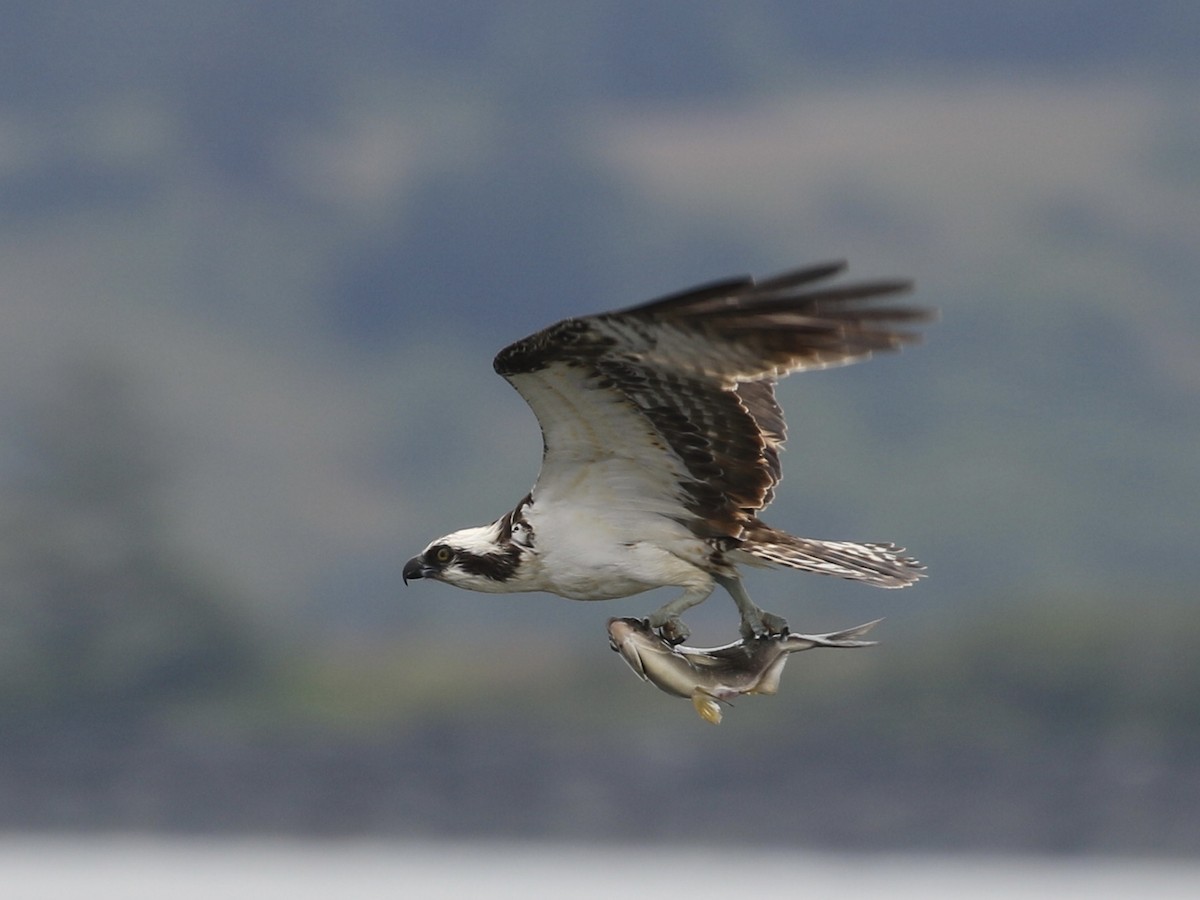 Águila Pescadora - ML620731416