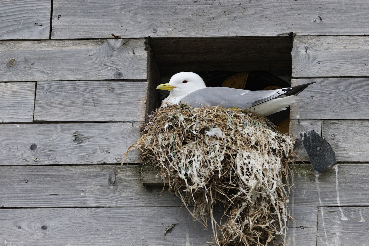 Black-legged Kittiwake - ML620731426