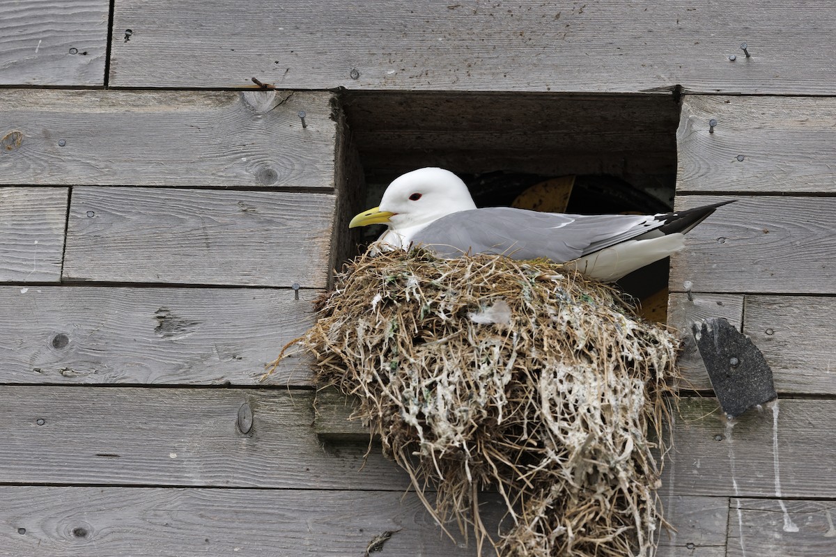 Black-legged Kittiwake - ML620731428