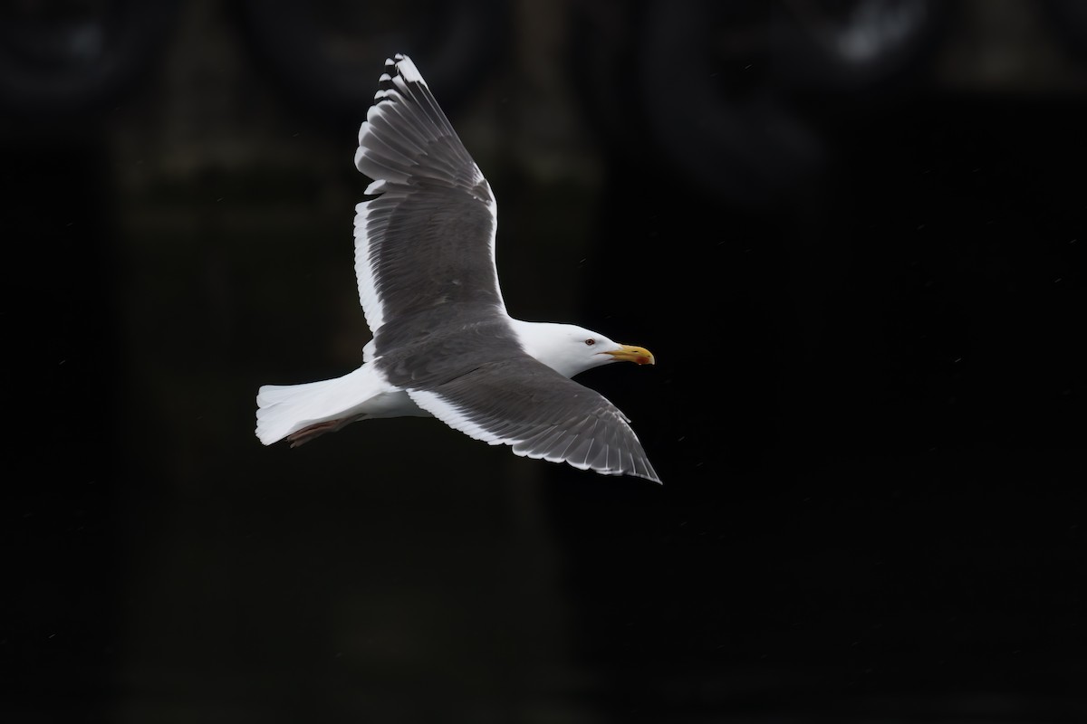 Great Black-backed Gull - ML620731432