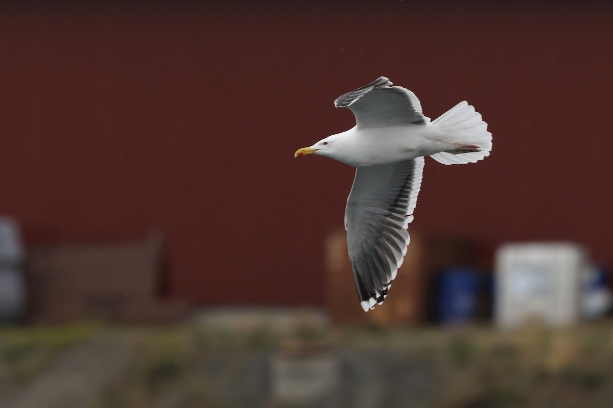 Great Black-backed Gull - ML620731433