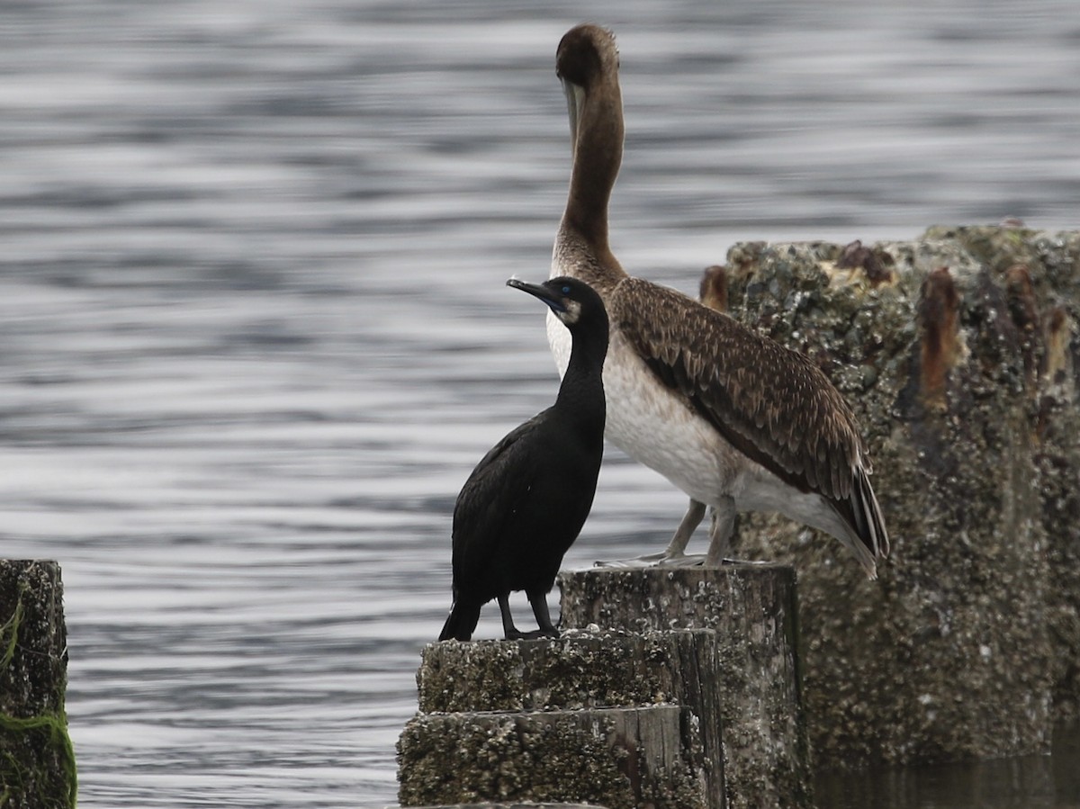 Cormoran de Brandt - ML620731437