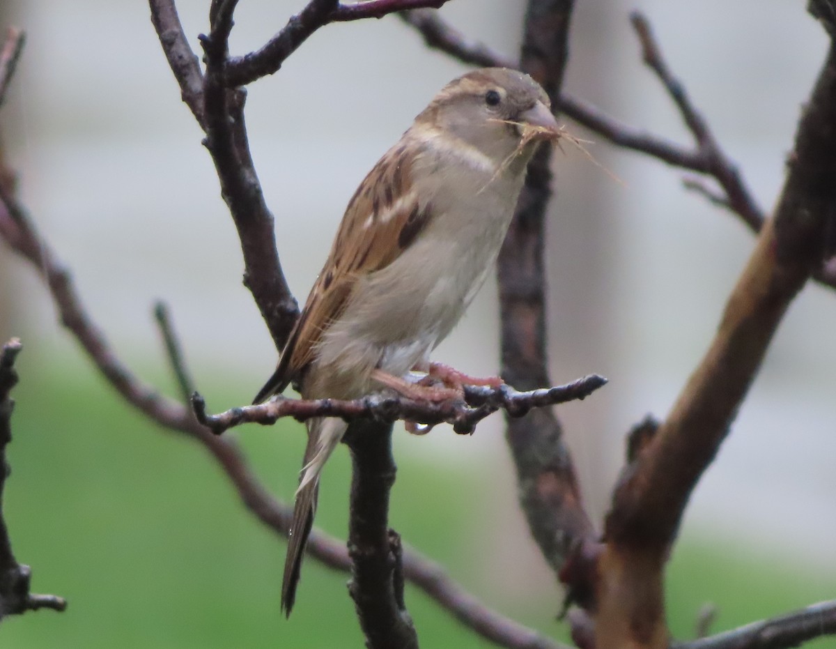 House Sparrow - ML620731438