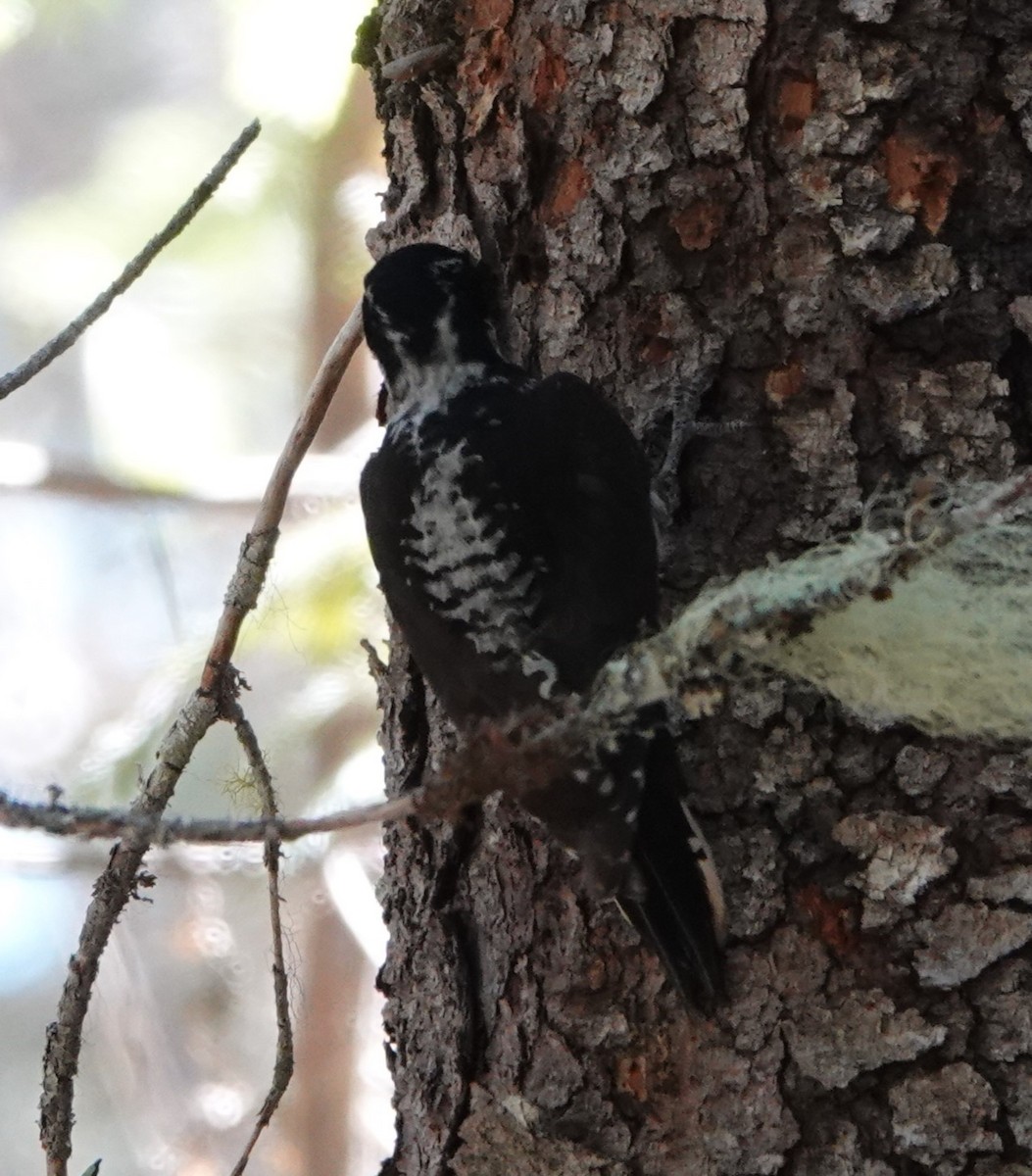 American Three-toed Woodpecker - ML620731442