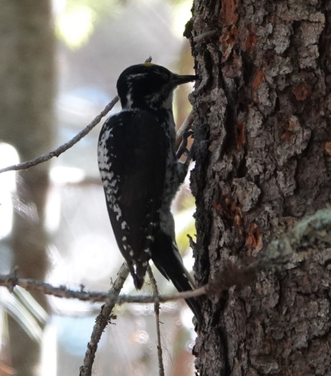 American Three-toed Woodpecker - ML620731443