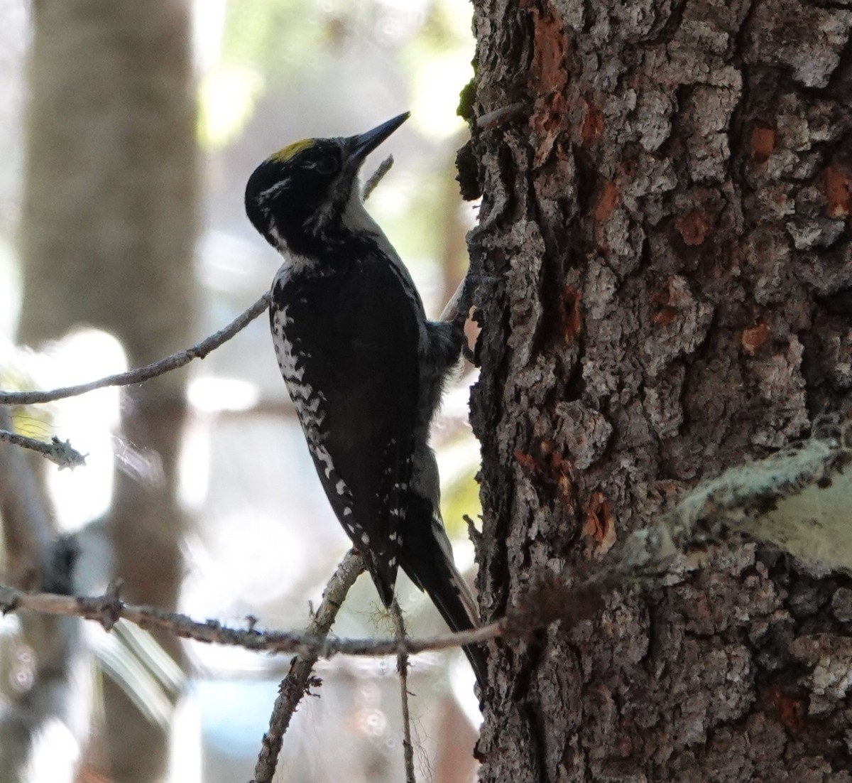 American Three-toed Woodpecker - ML620731444