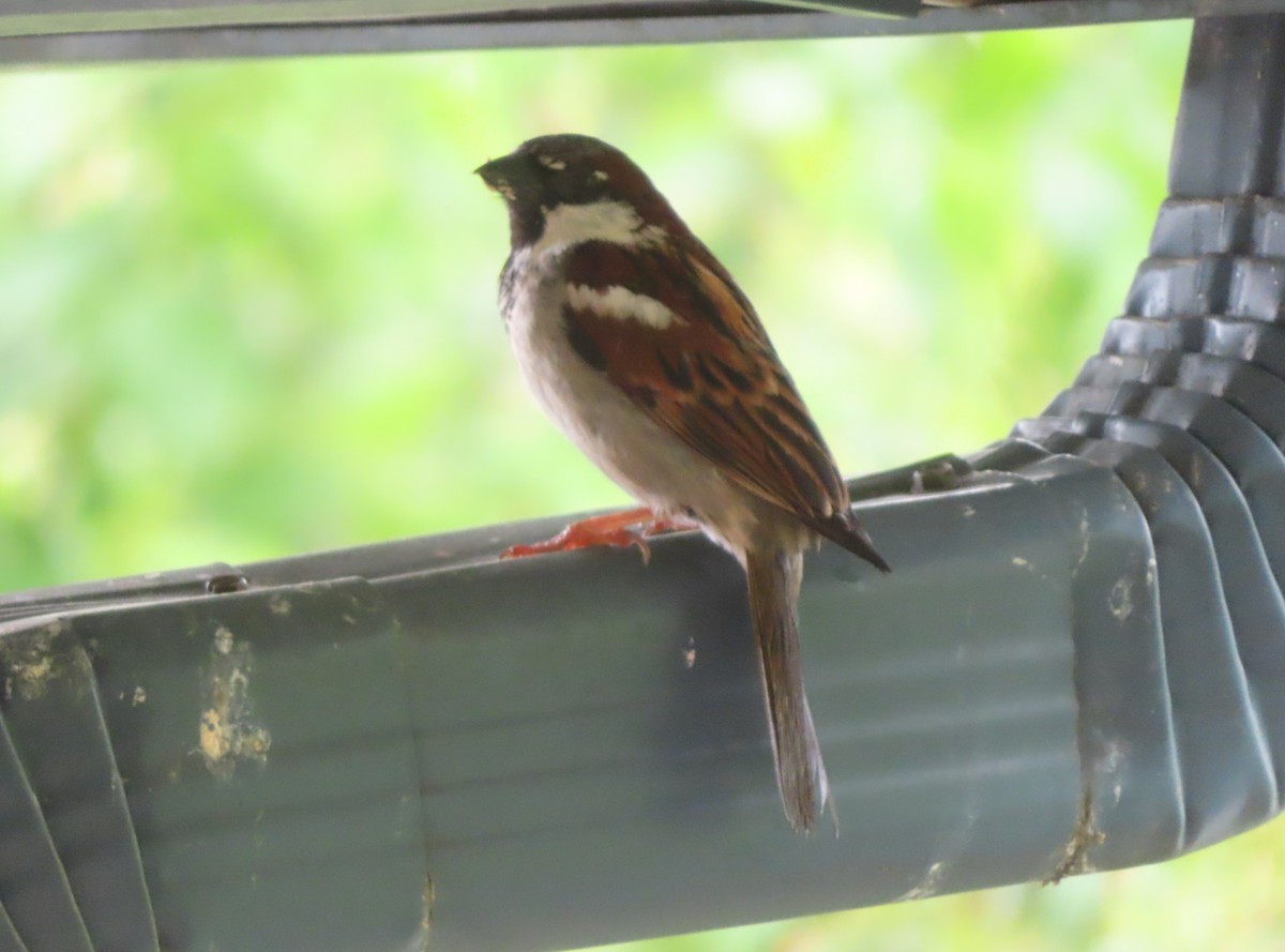 House Sparrow - ML620731448