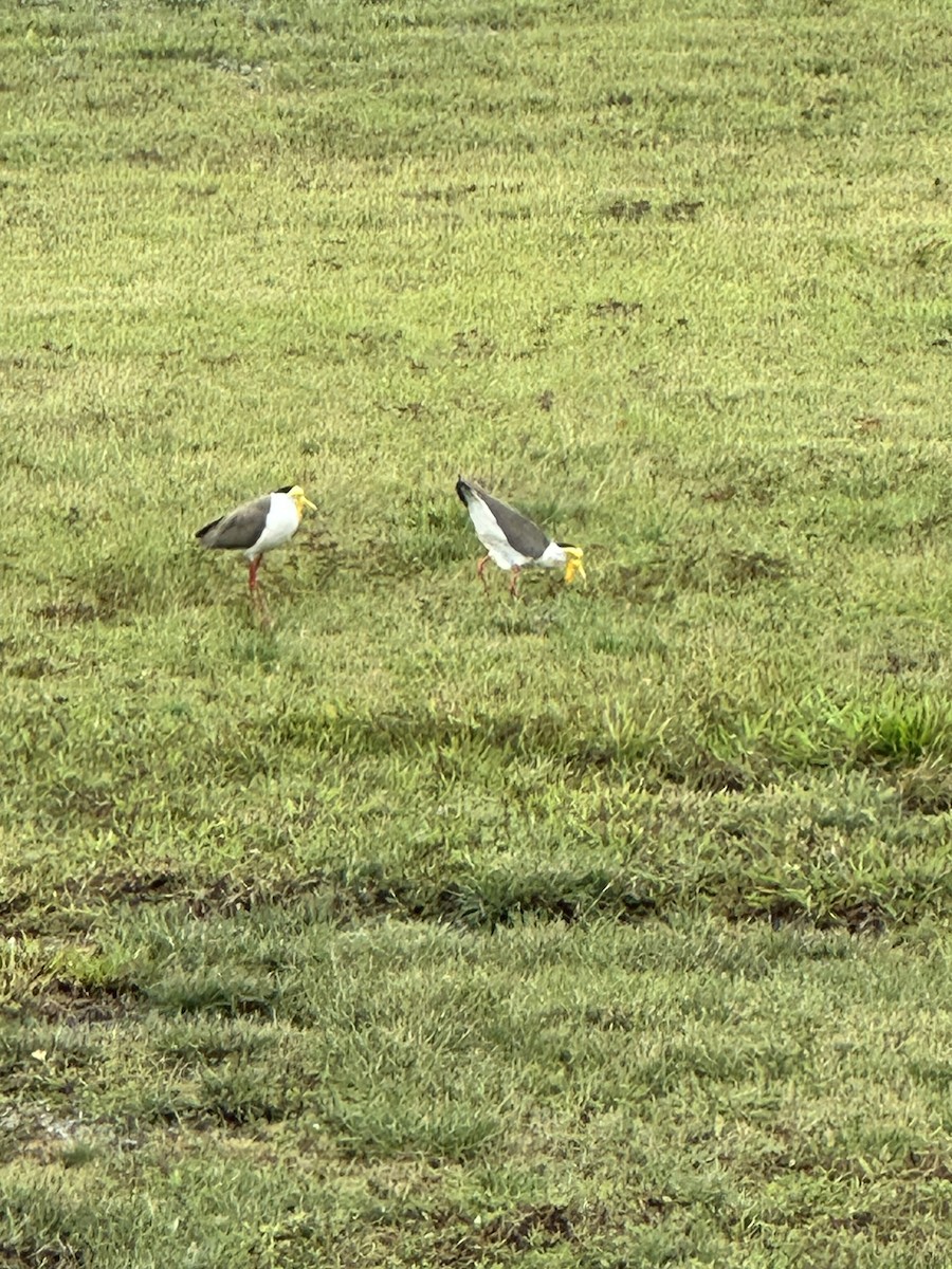 Masked Lapwing - ML620731449