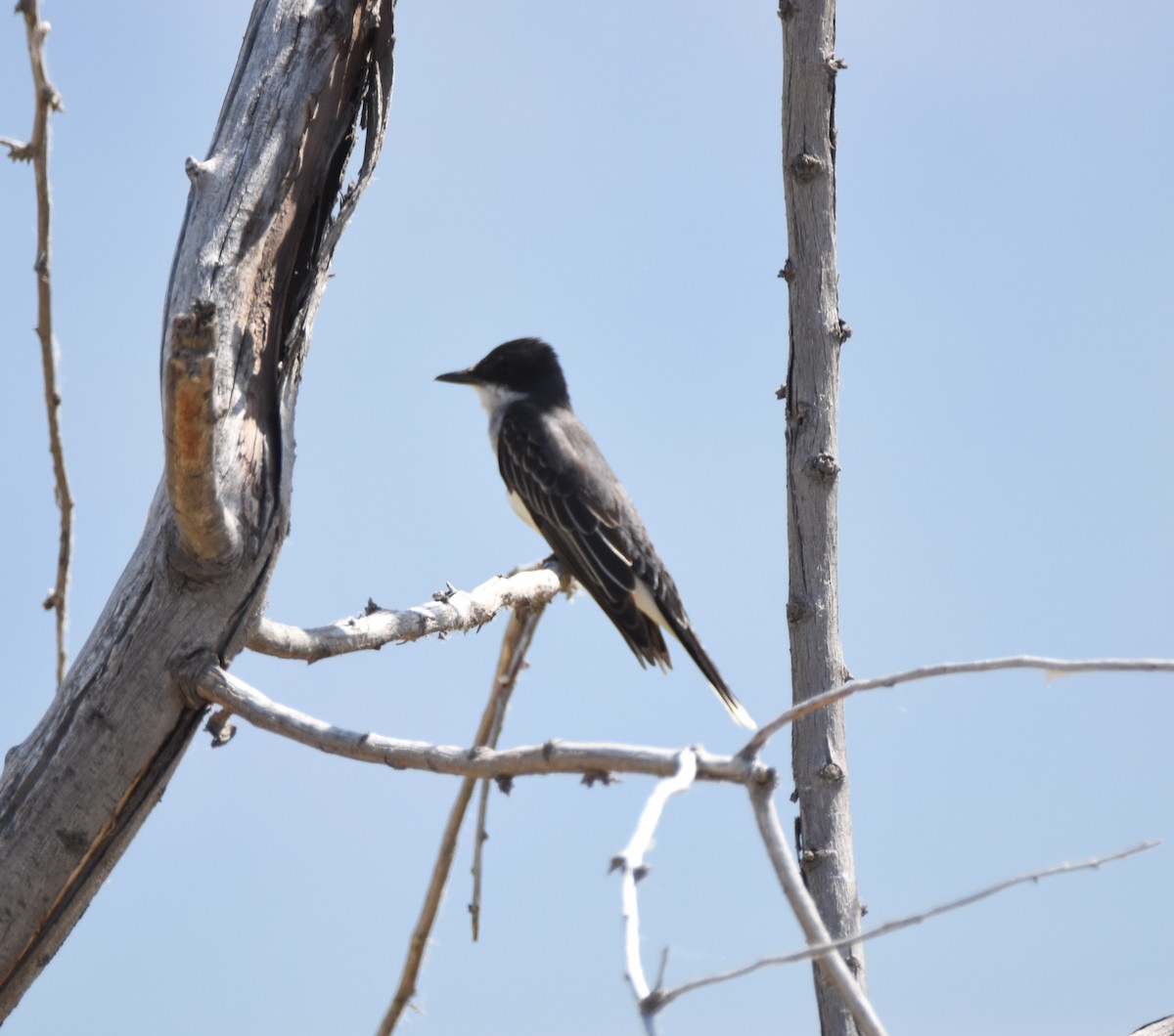 Eastern Kingbird - ML620731450