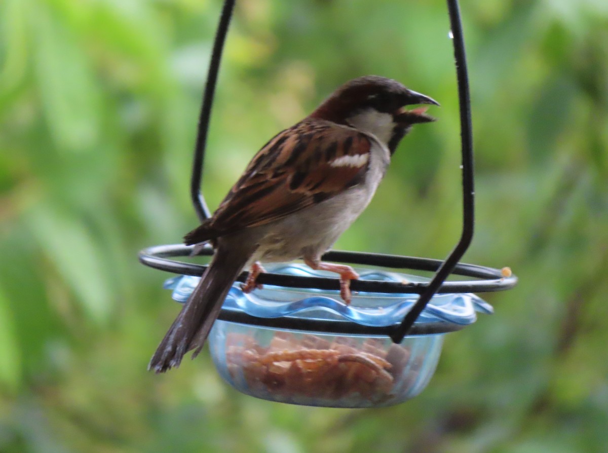 Moineau domestique - ML620731451