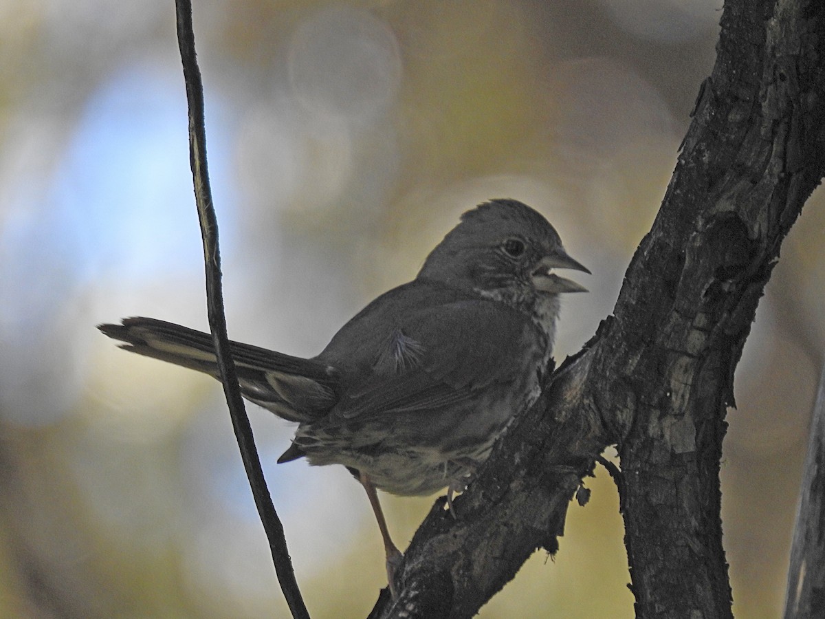 Fox Sparrow - ML620731452