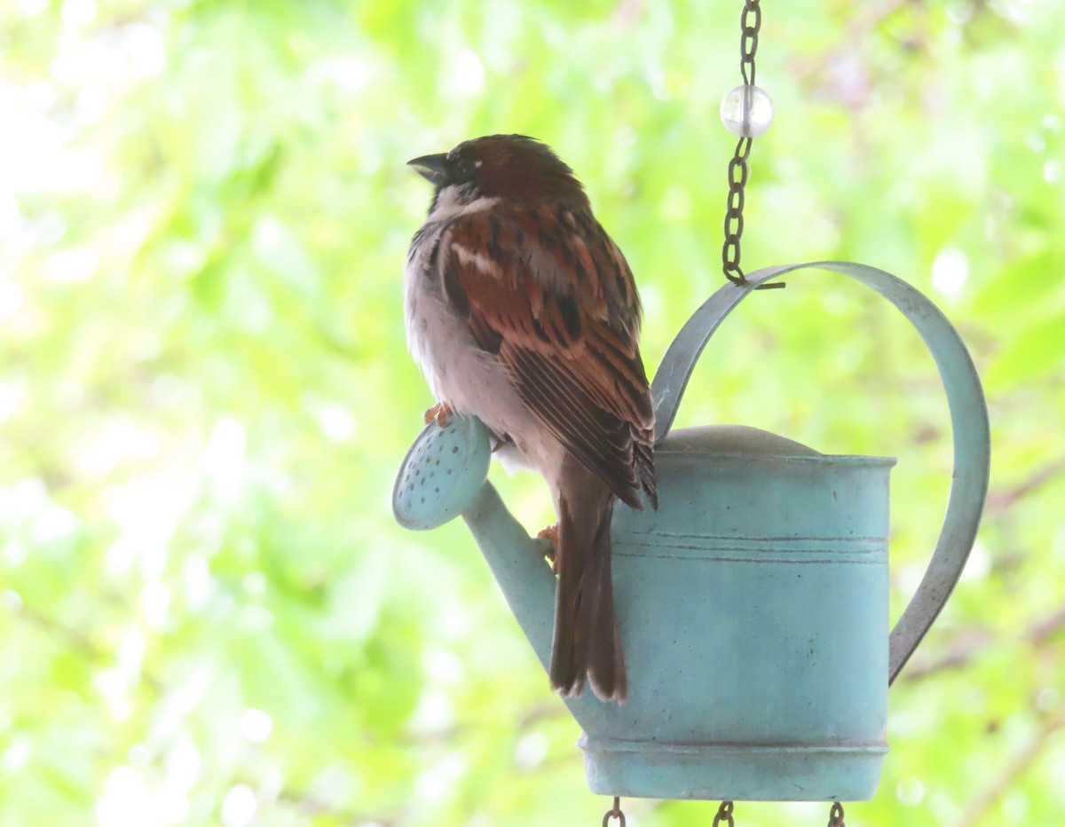 House Sparrow - ML620731458