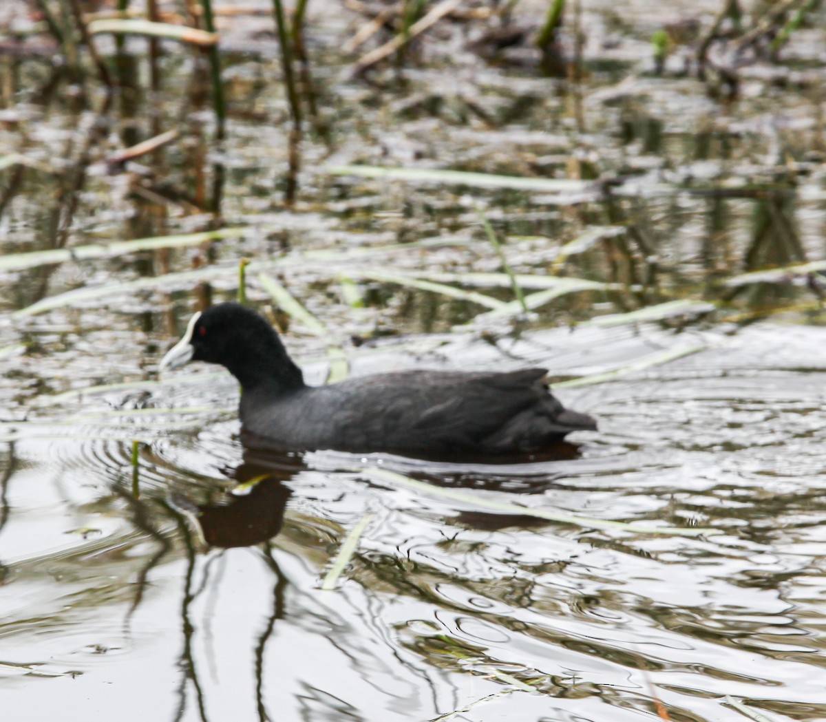 Eurasian Coot - ML620731460