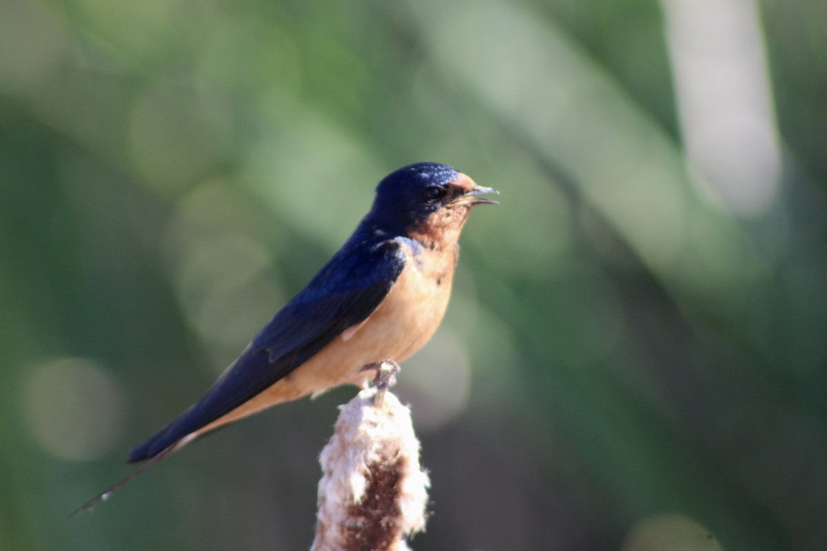 vlaštovka obecná (ssp. erythrogaster) - ML620731461