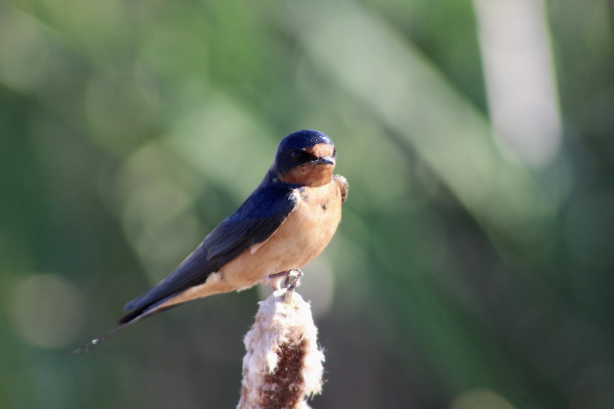 vlaštovka obecná (ssp. erythrogaster) - ML620731462