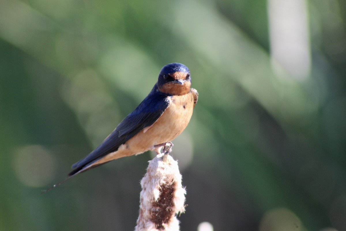 Hirondelle rustique (erythrogaster) - ML620731463