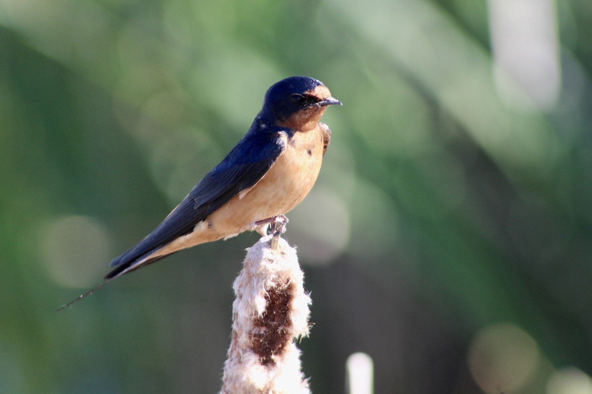 Hirondelle rustique (erythrogaster) - ML620731464