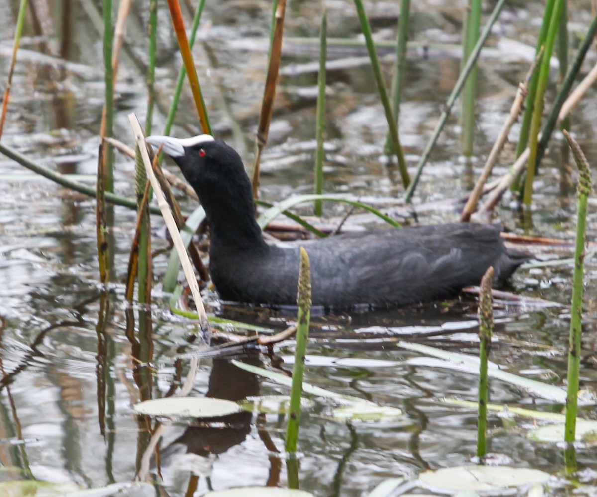 Eurasian Coot - ML620731467