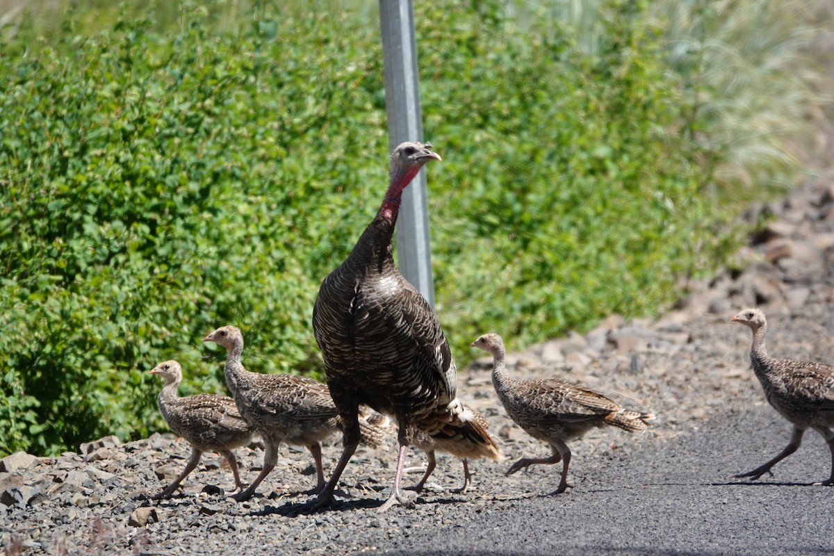 Wild Turkey - ML620731468