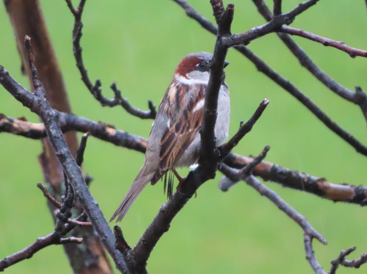 Moineau domestique - ML620731469