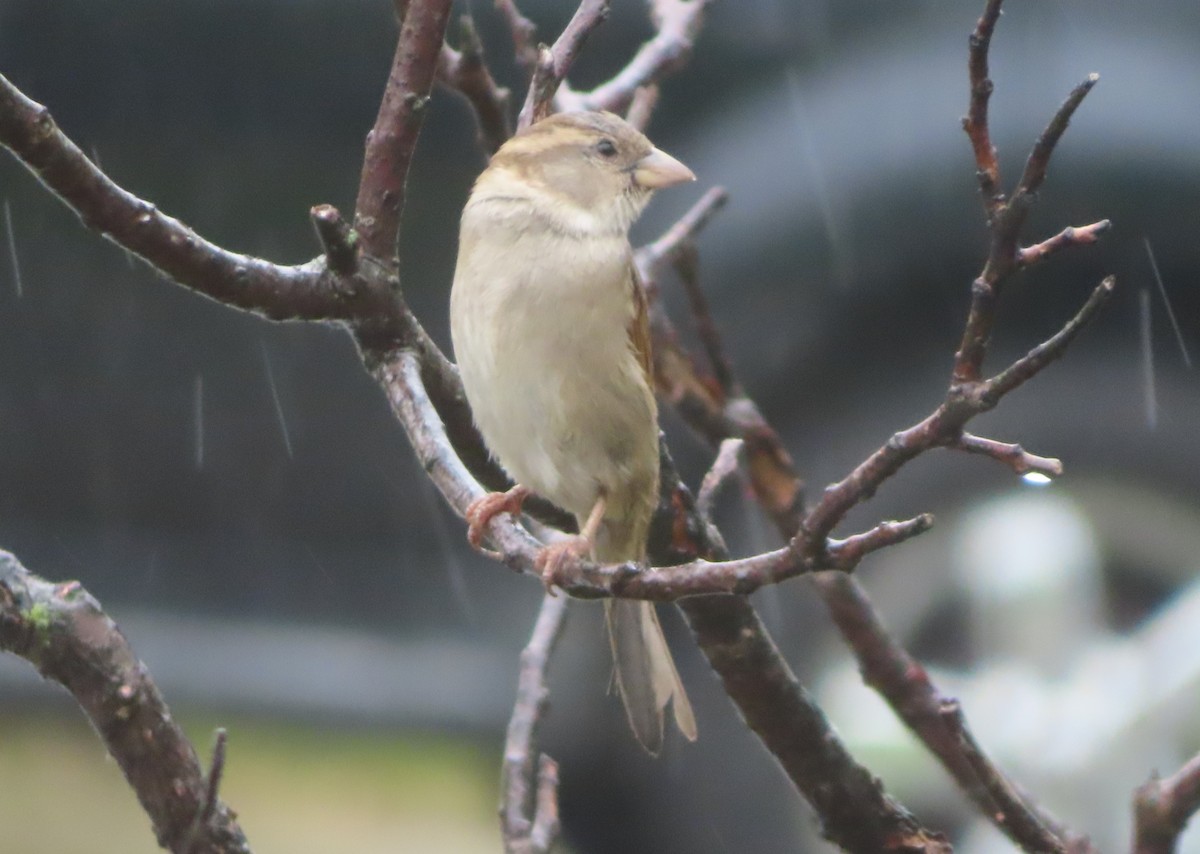 Moineau domestique - ML620731470