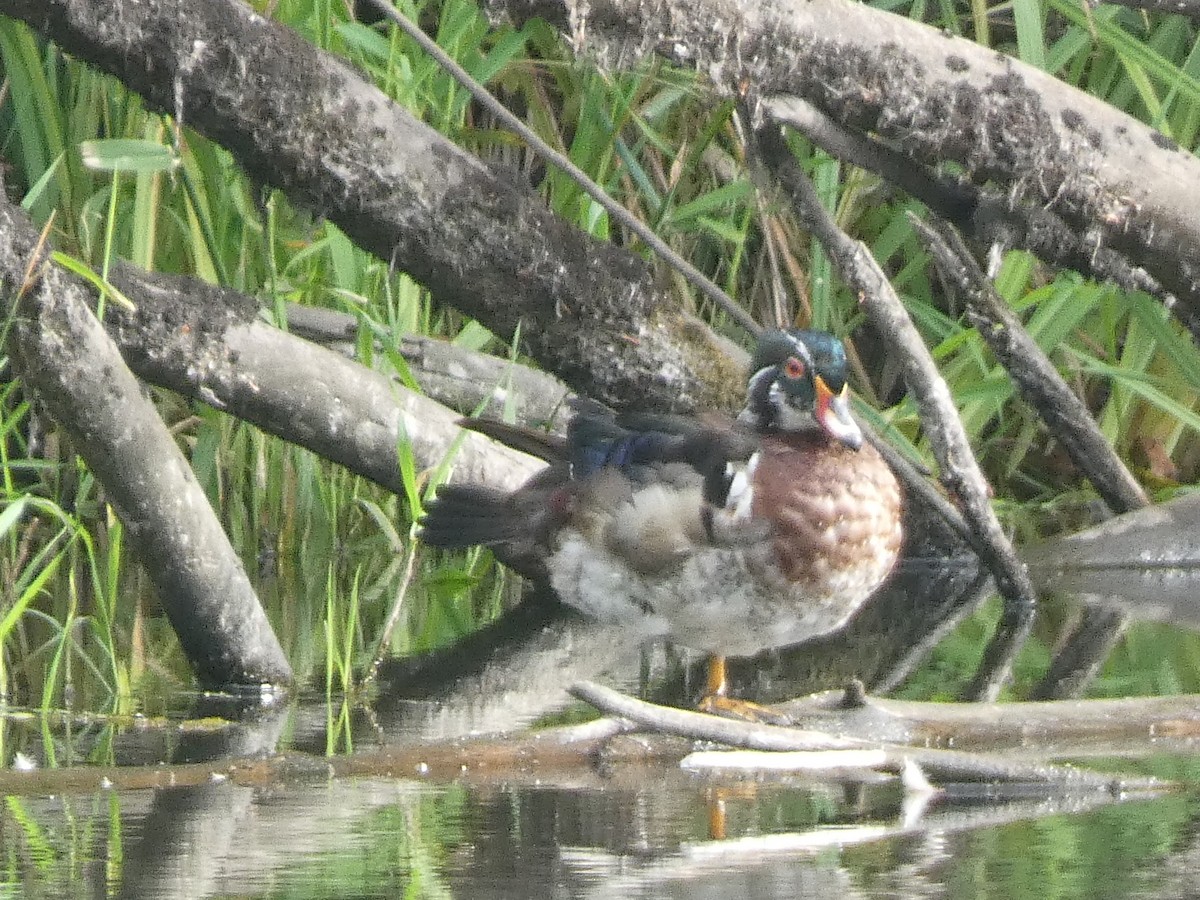 Wood Duck - ML620731477