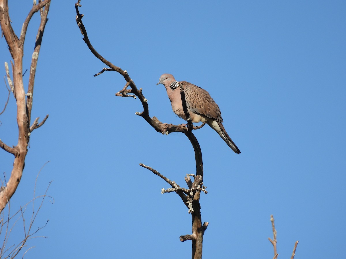 Spotted Dove - ML620731495