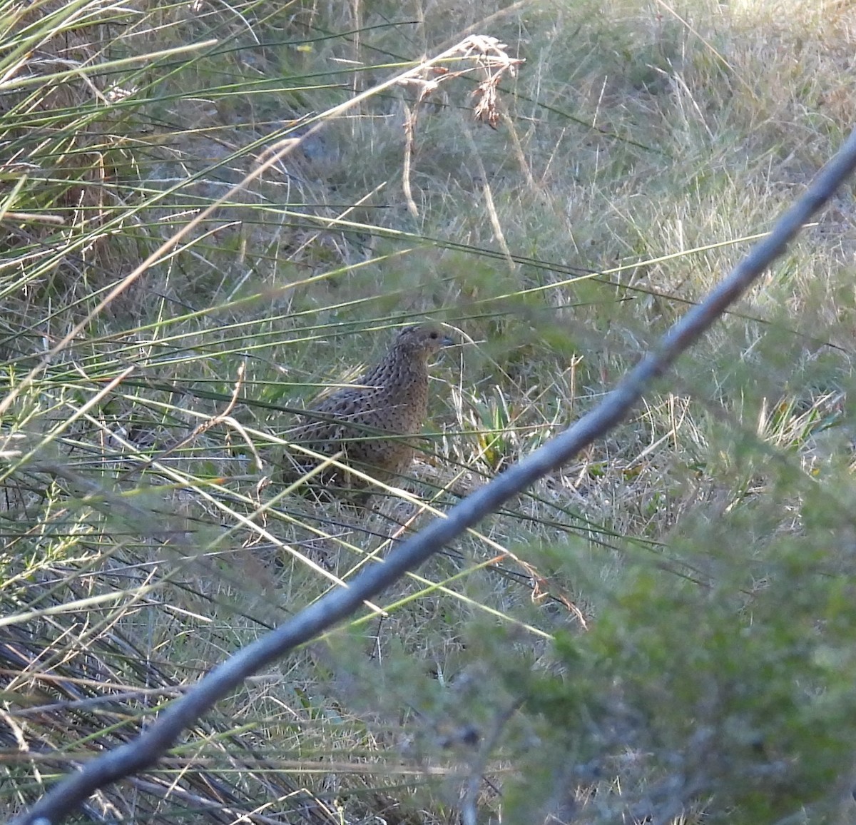 Codorniz de Tasmania - ML620731505