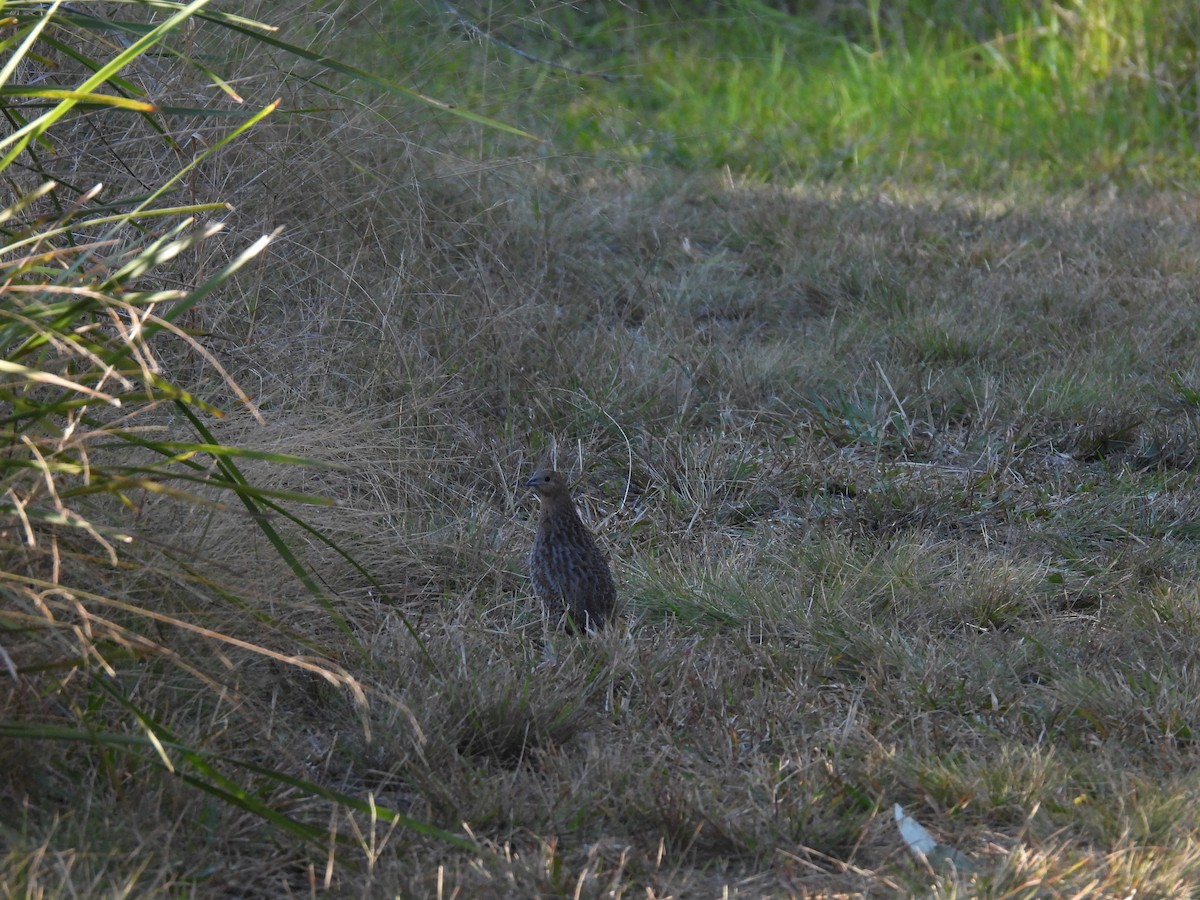 Brown Quail - ML620731506