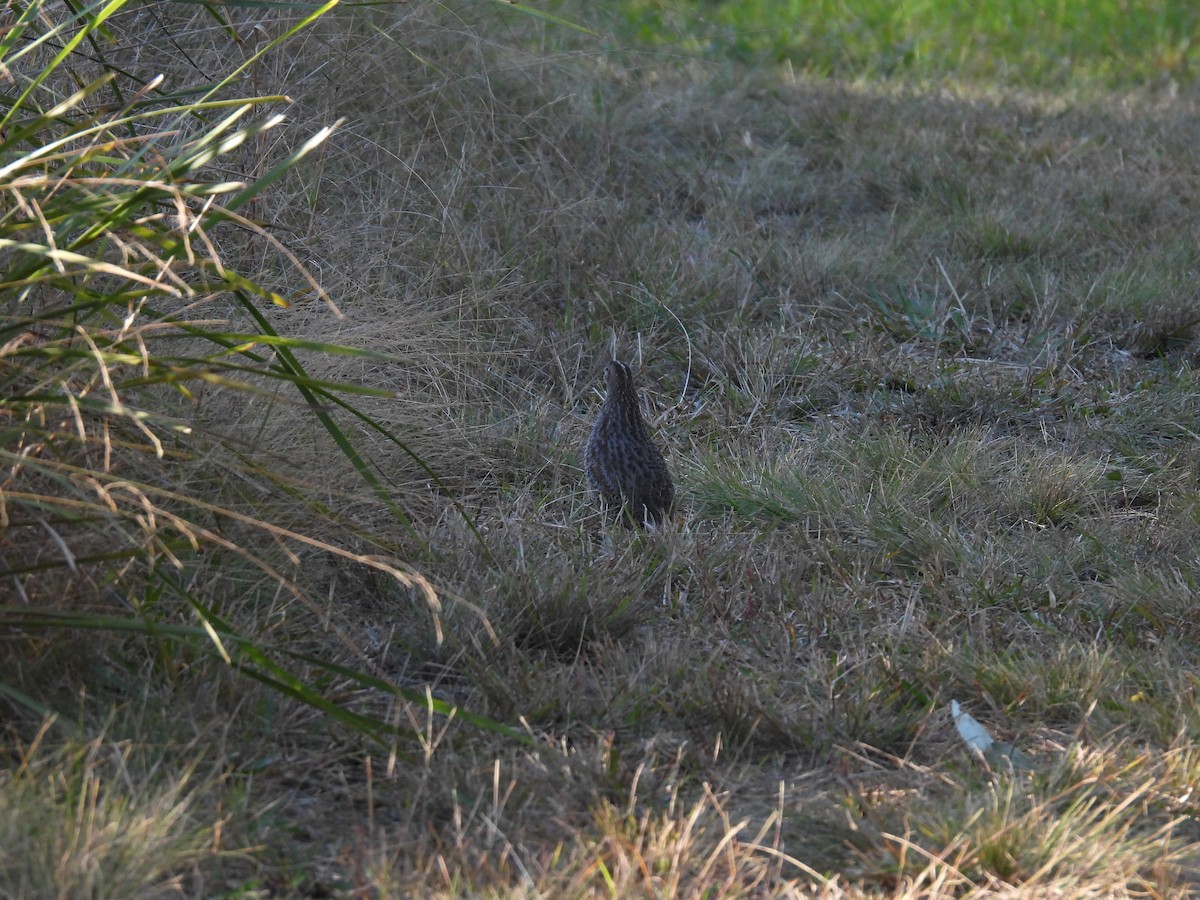 Brown Quail - ML620731507