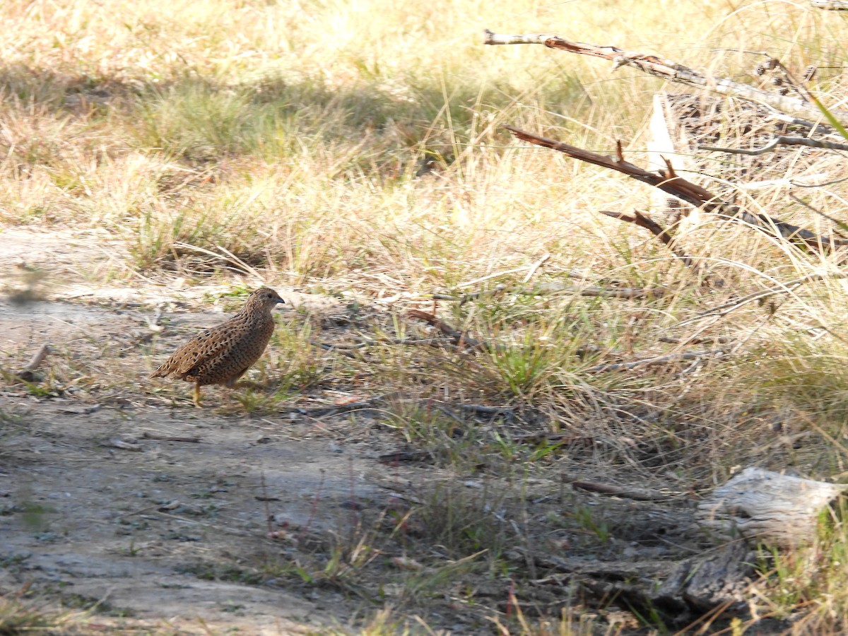 Brown Quail - ML620731508