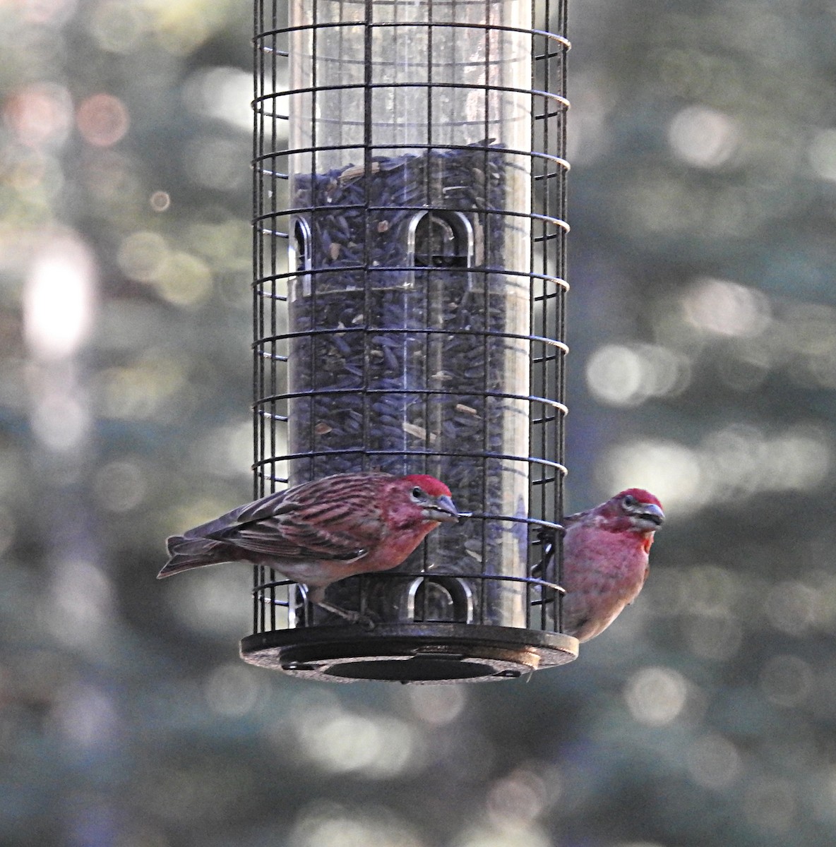 Cassin's Finch - ML620731511