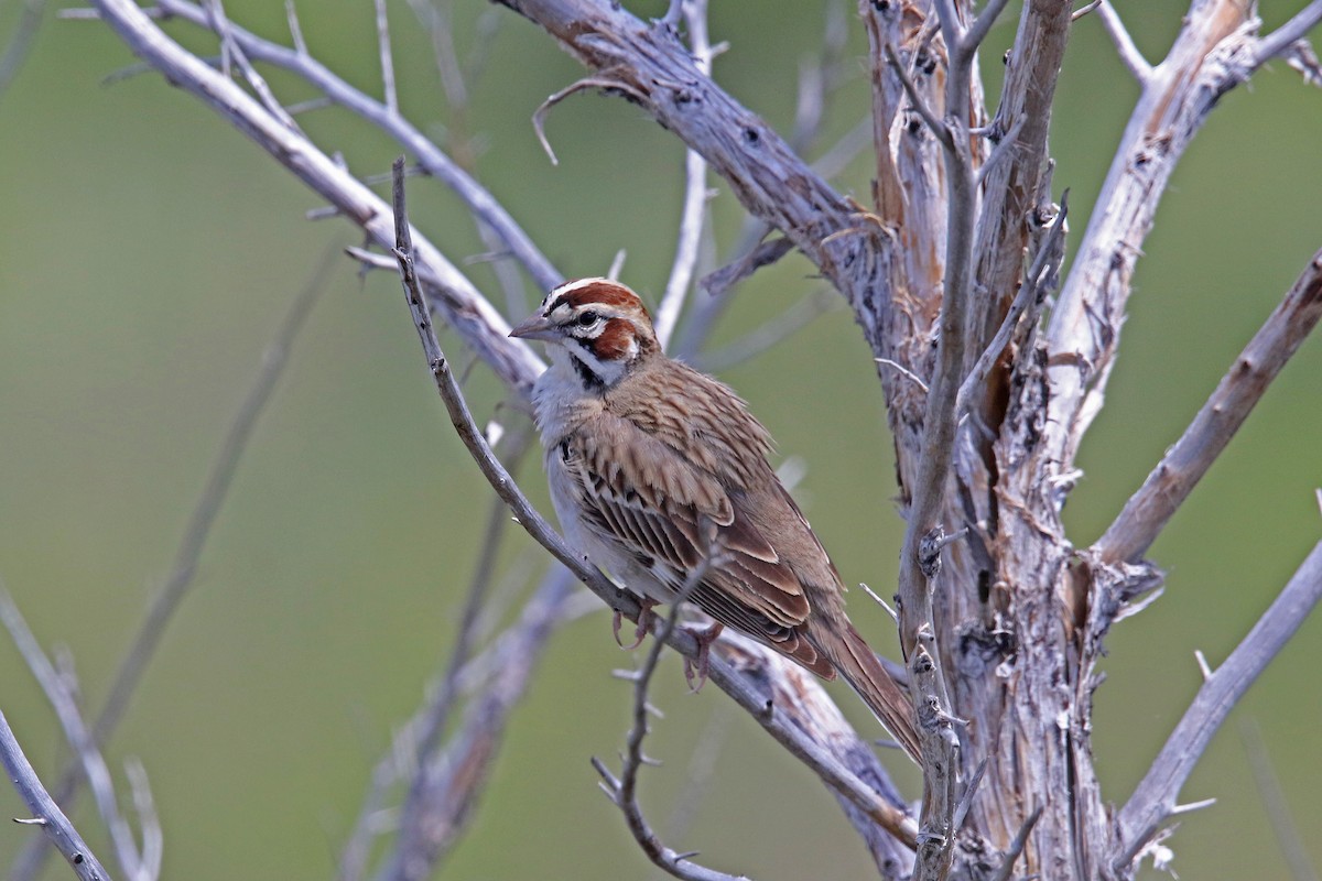 Lark Sparrow - ML620731512