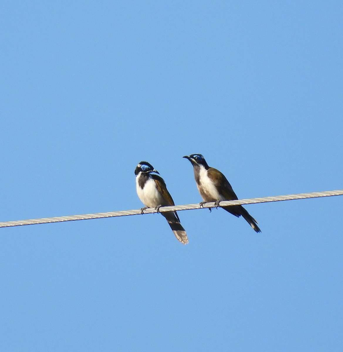 Blue-faced Honeyeater - ML620731513