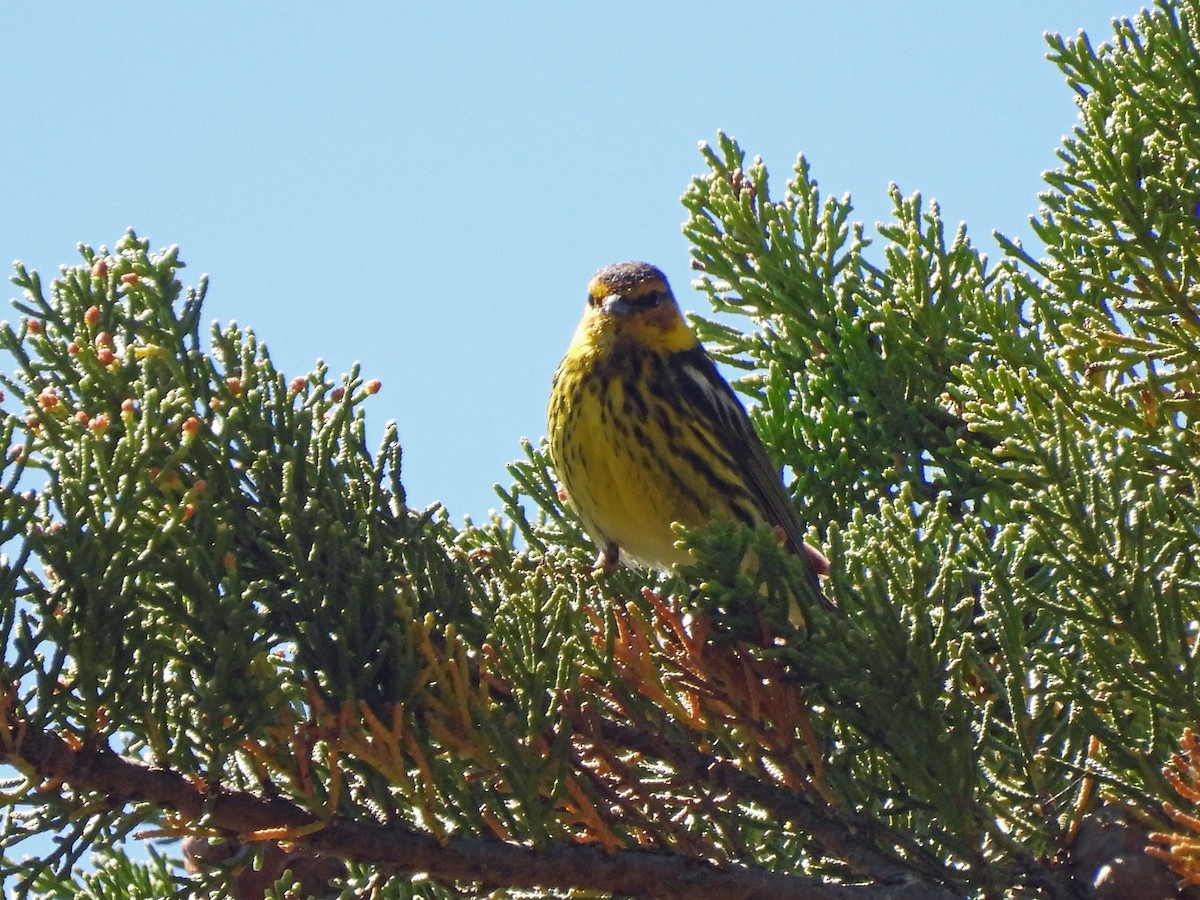 Paruline tigrée - ML620731514