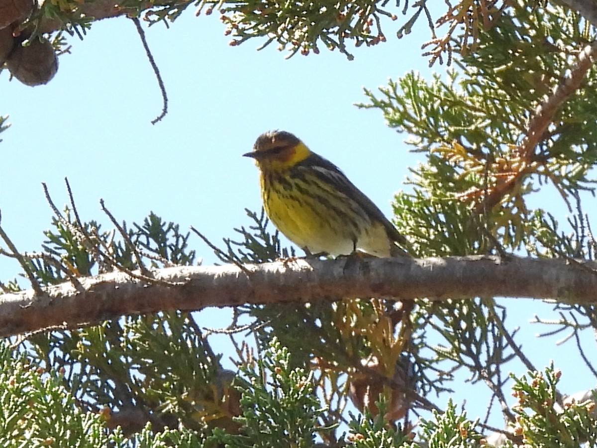 Cape May Warbler - ML620731515