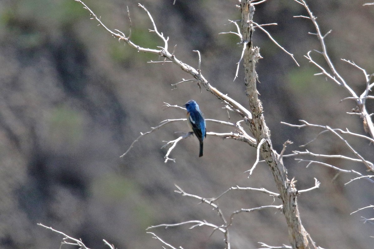 Lazuli Bunting - ML620731516