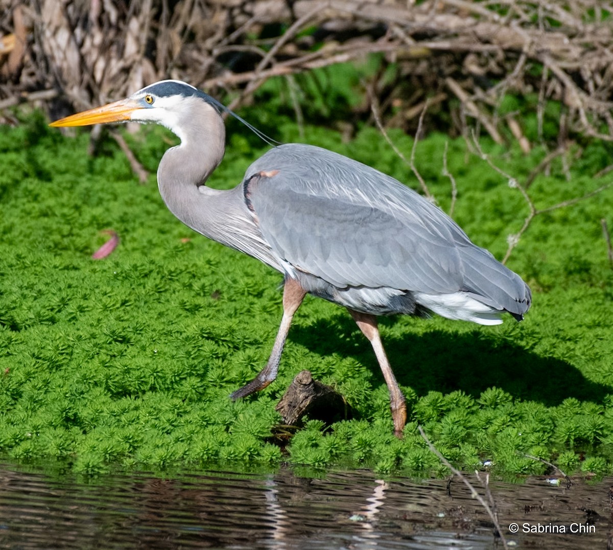 Great Blue Heron - Sabrina Chin