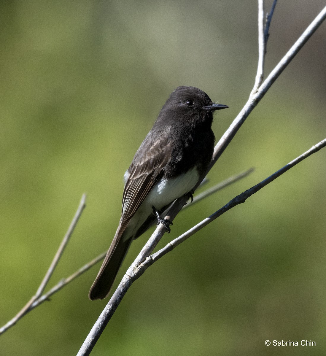 Black Phoebe - ML620731541