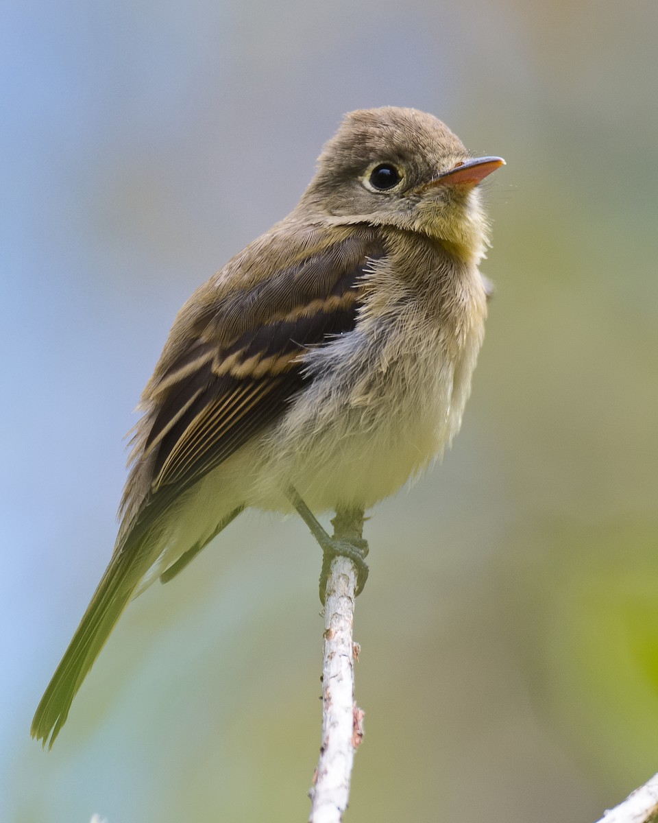 Western Flycatcher (Pacific-slope) - ML620731543