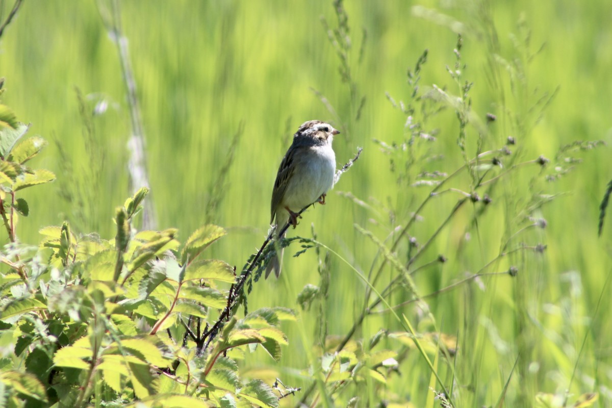 Clay-colored Sparrow - ML620731545