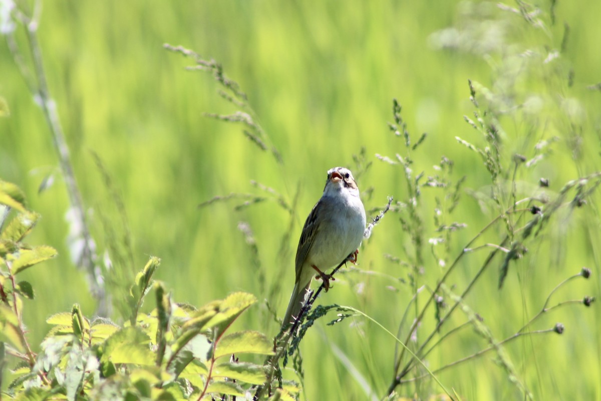 Clay-colored Sparrow - Anne R.