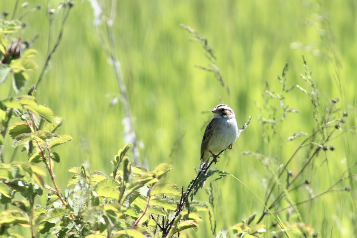 Clay-colored Sparrow - ML620731548