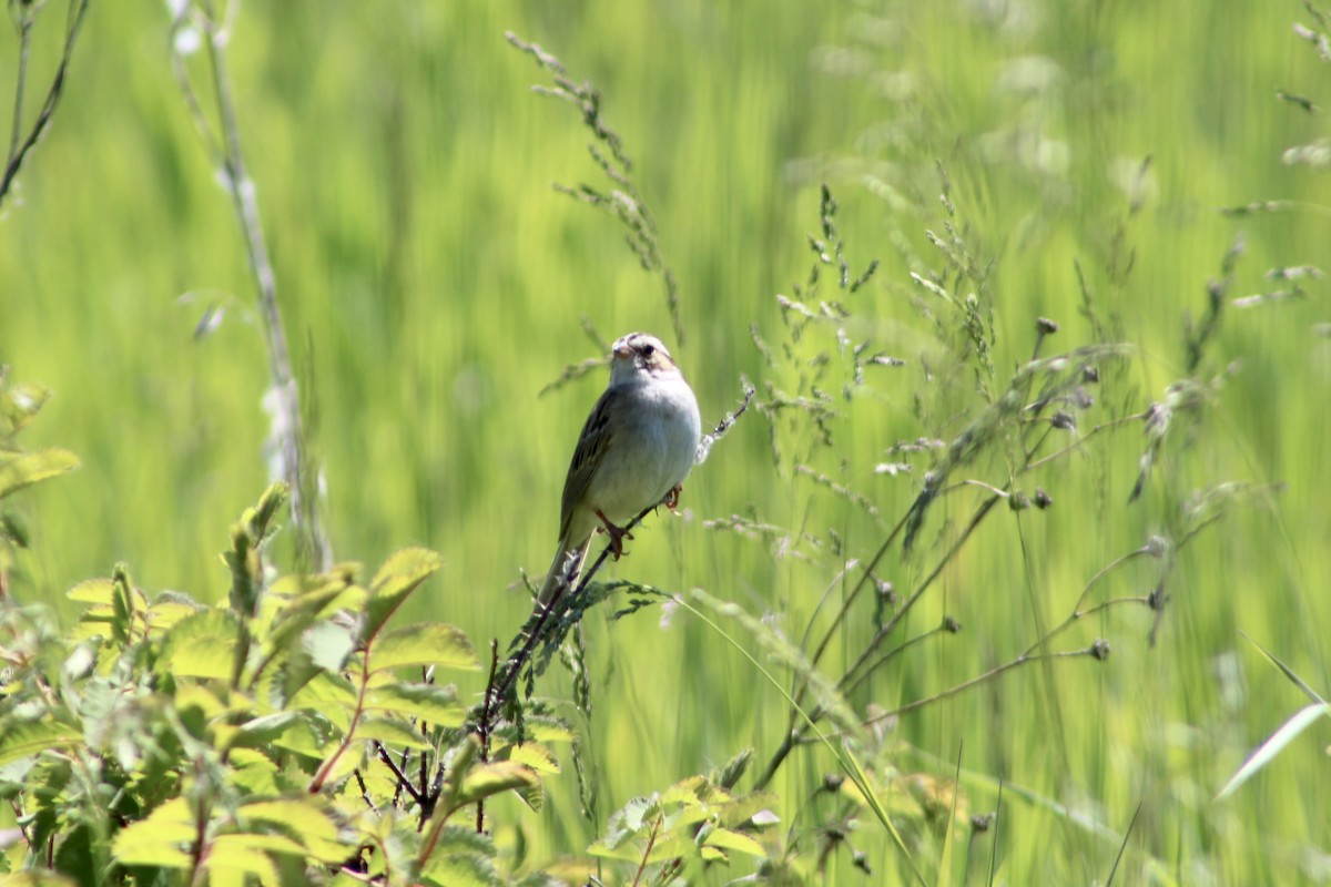 Clay-colored Sparrow - ML620731549