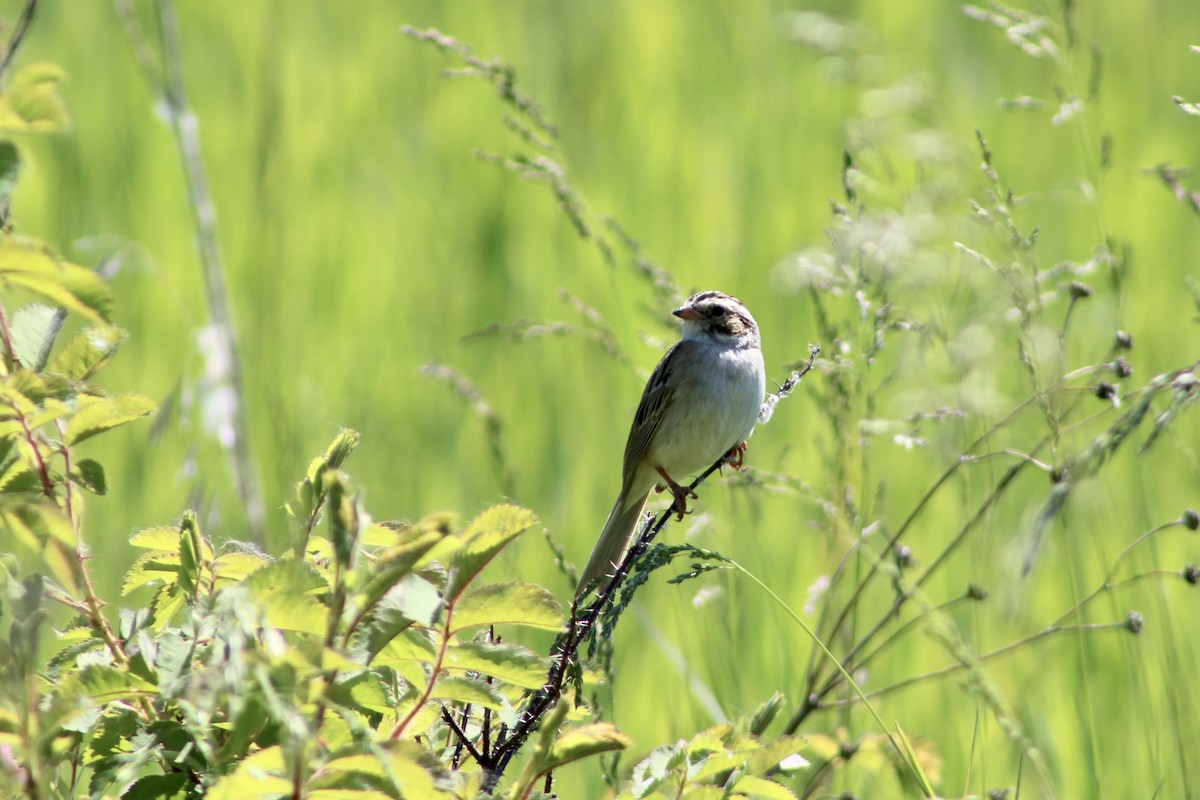 Clay-colored Sparrow - ML620731550