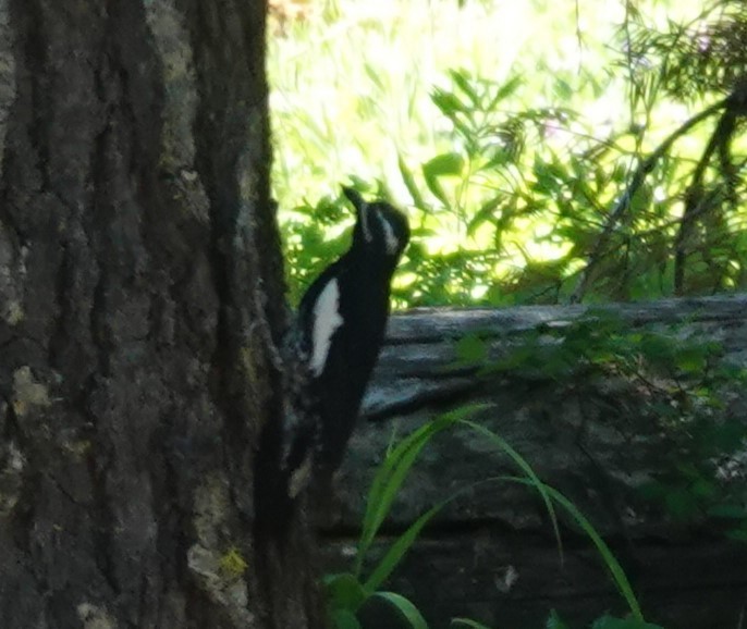 Williamson's Sapsucker - Justin Cook