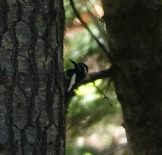 Williamson's Sapsucker - ML620731554