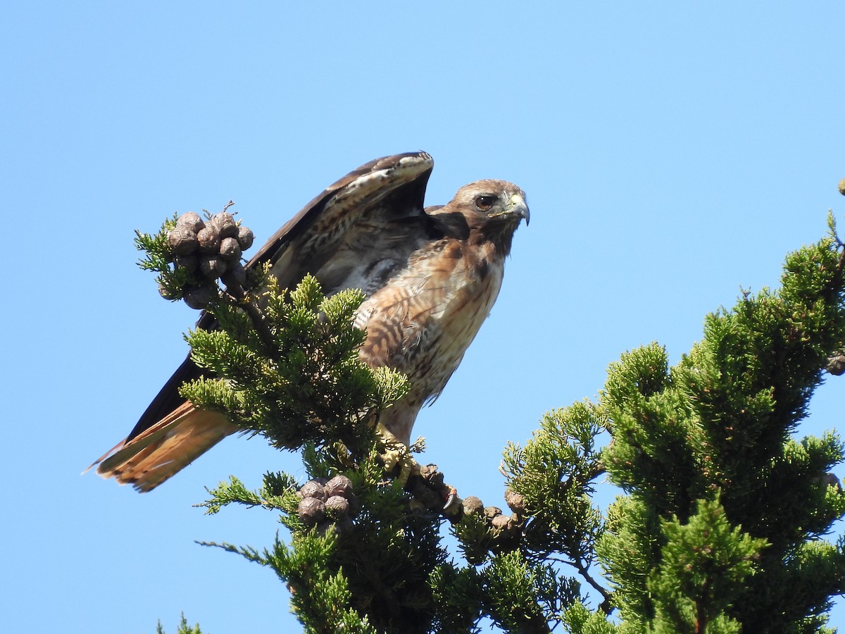 Red-tailed Hawk - ML620731555