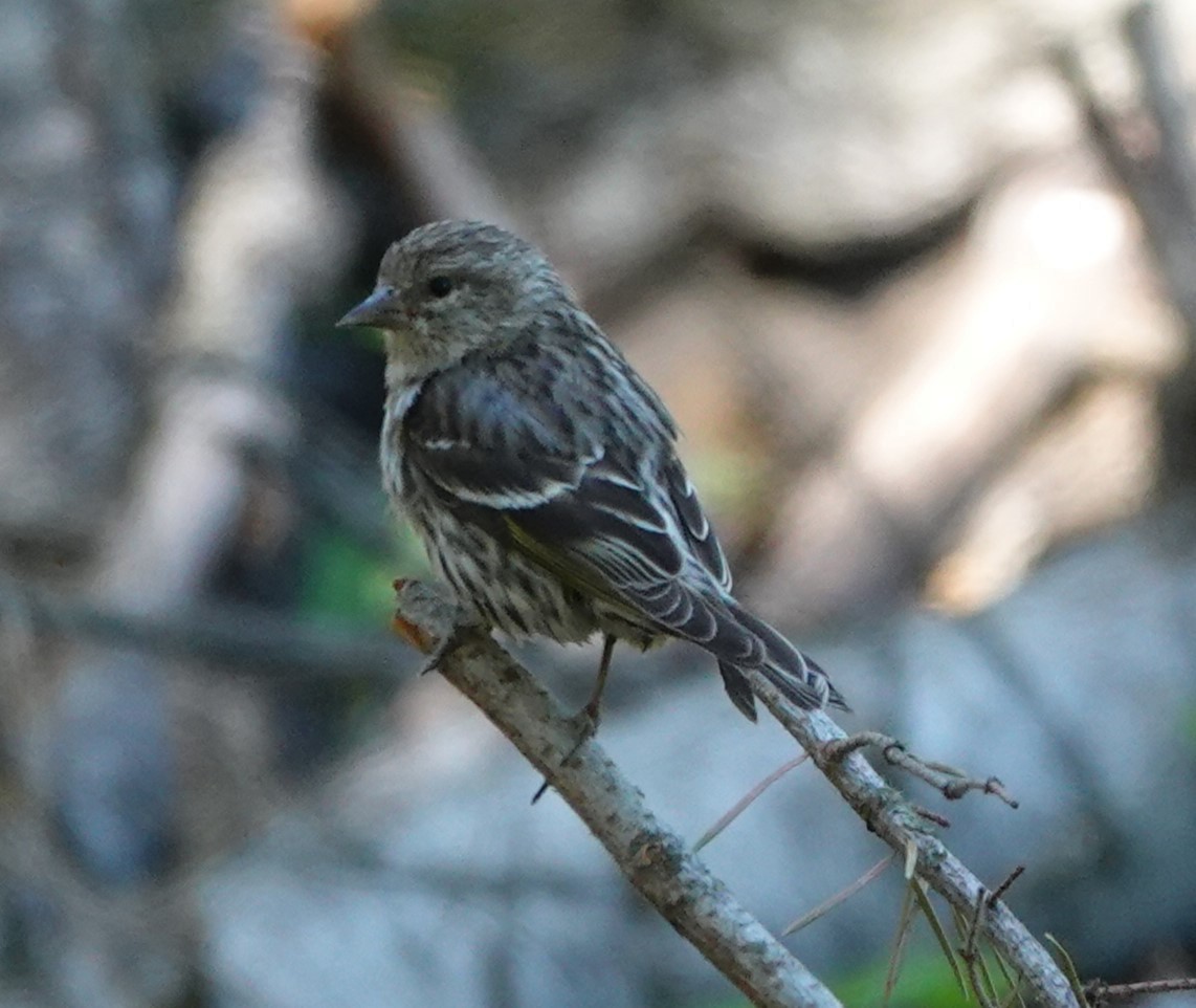 Pine Siskin - ML620731556